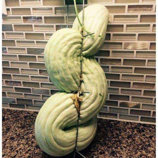 Dünyanın en büyük meyve ve sebzeleri