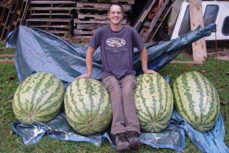 Dünyanın en büyük meyve ve sebzeleri