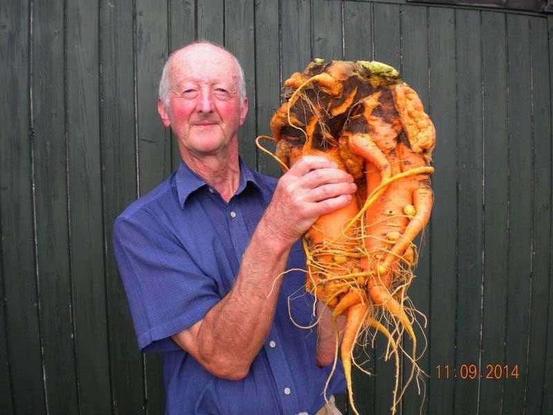 Dünyanın en büyük meyve ve sebzeleri