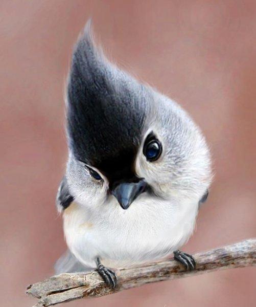 Doğanın en güzel renklerine sahip kuşlar