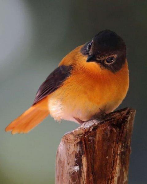 Doğanın en güzel renklerine sahip kuşlar