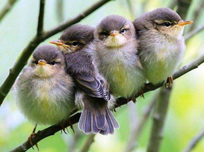 Doğanın en güzel renklerine sahip kuşlar