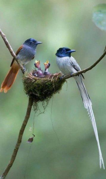 Doğanın en güzel renklerine sahip kuşlar