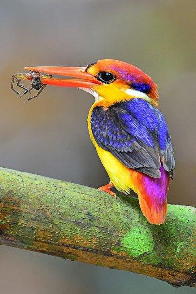 Doğanın en güzel renklerine sahip kuşlar