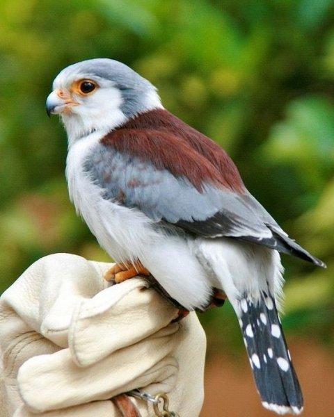 Doğanın en güzel renklerine sahip kuşlar