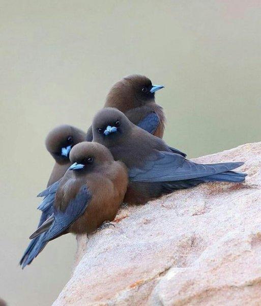 Doğanın en güzel renklerine sahip kuşlar