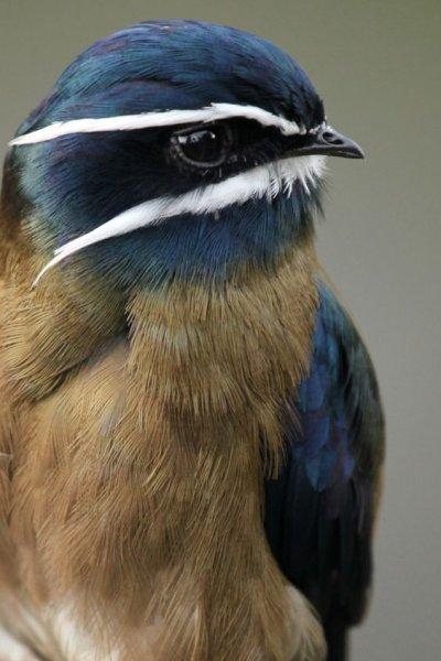 Doğanın en güzel renklerine sahip kuşlar