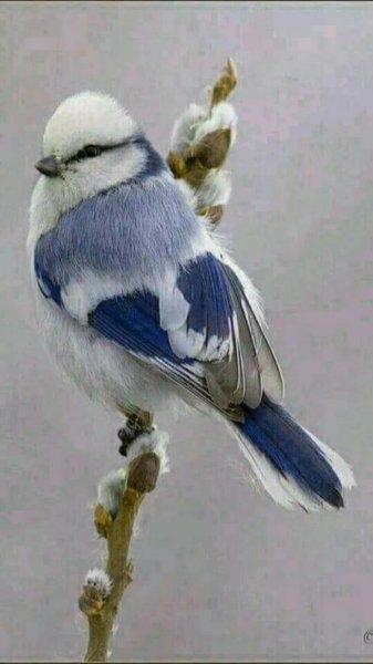 Doğanın en güzel renklerine sahip kuşlar