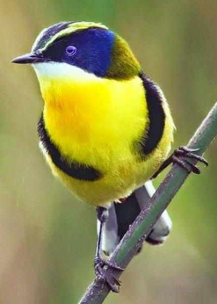 Doğanın en güzel renklerine sahip kuşlar