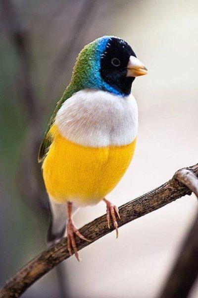 Doğanın en güzel renklerine sahip kuşlar