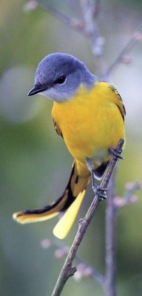 Doğanın en güzel renklerine sahip kuşlar