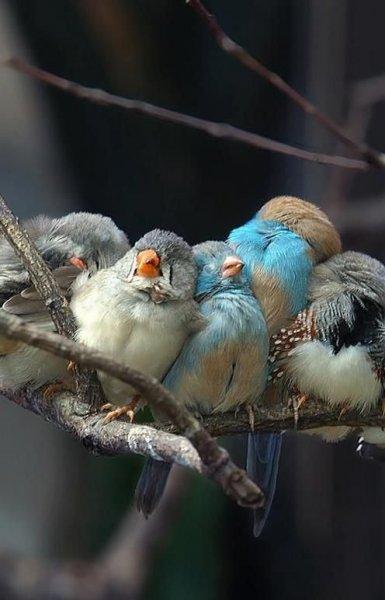 Doğanın en güzel renklerine sahip kuşlar