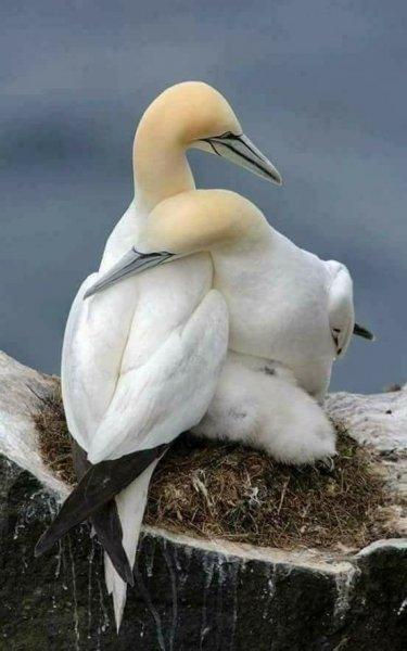 Doğanın en güzel renklerine sahip kuşlar