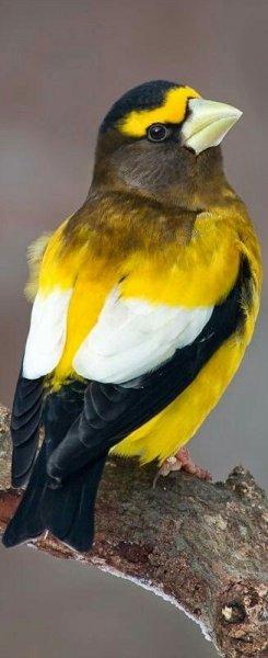 Doğanın en güzel renklerine sahip kuşlar