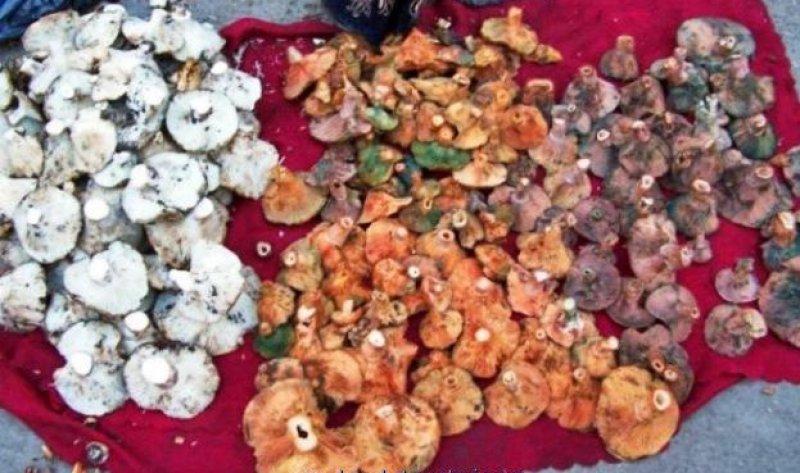 Boyabat yöresinin yenebilen mantar çeşitleri