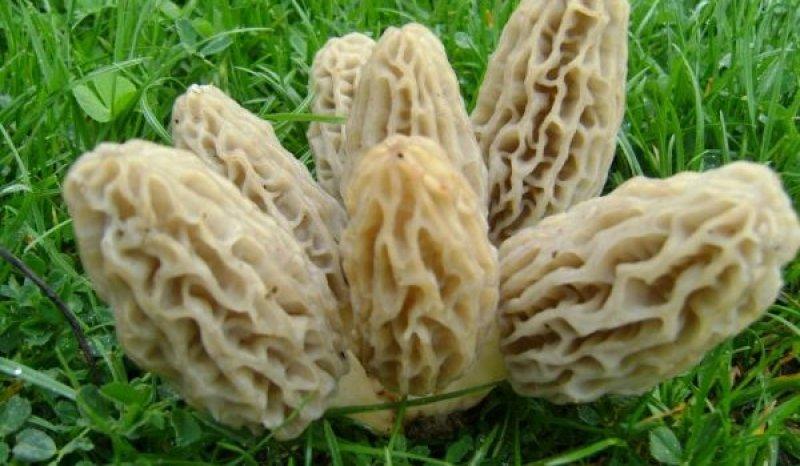 Boyabat yöresinin yenebilen mantar çeşitleri