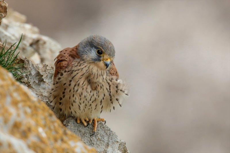 Akdamar Adası'nın tatlı sakinleri