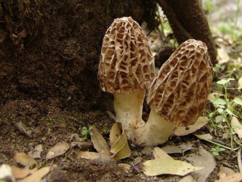 Boyabat yöresinin yenebilen mantar çeşitleri