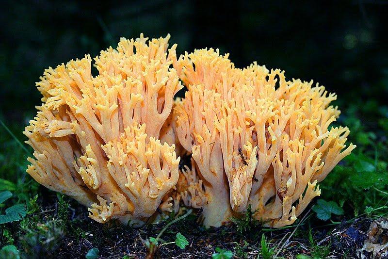 Boyabat yöresinin yenebilen mantar çeşitleri