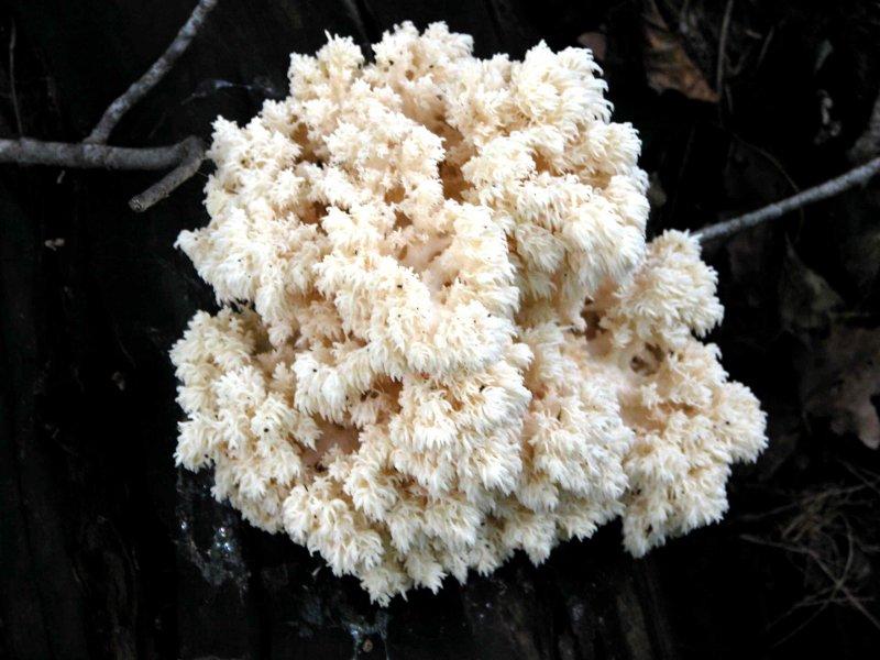 Boyabat yöresinin yenebilen mantar çeşitleri