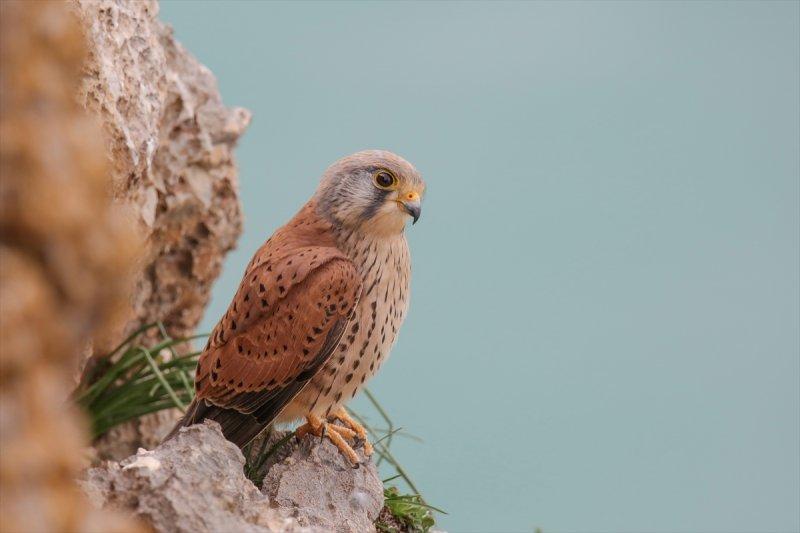 Akdamar Adası'nın tatlı sakinleri