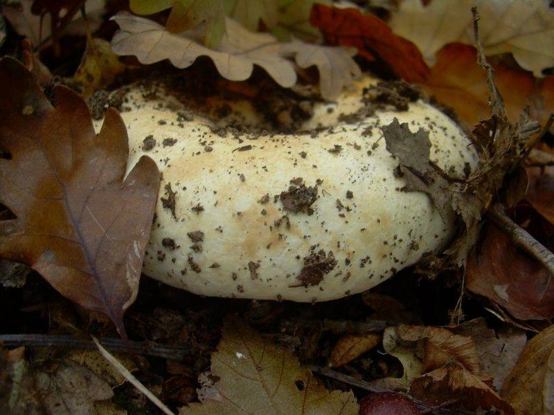 Boyabat yöresinin yenebilen mantar çeşitleri