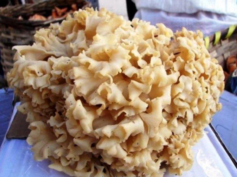 Boyabat yöresinin yenebilen mantar çeşitleri