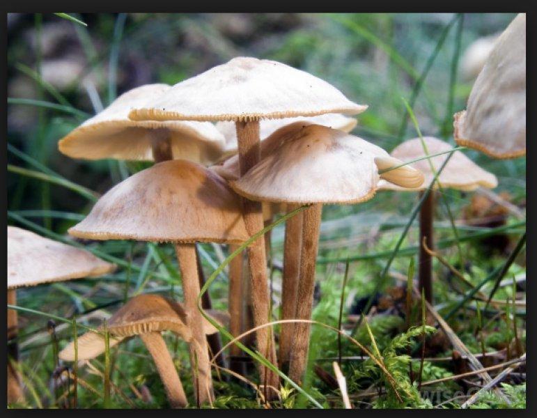 Boyabat yöresinin yenebilen mantar çeşitleri