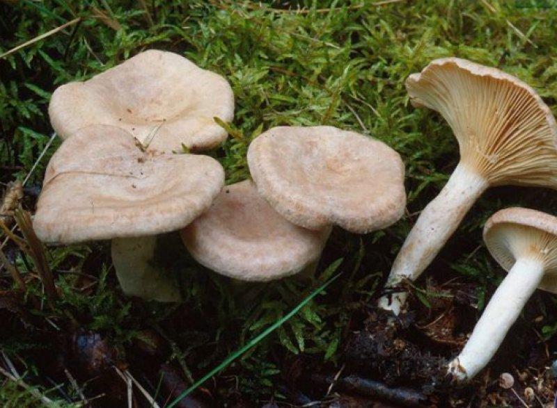 Boyabat yöresinin yenebilen mantar çeşitleri