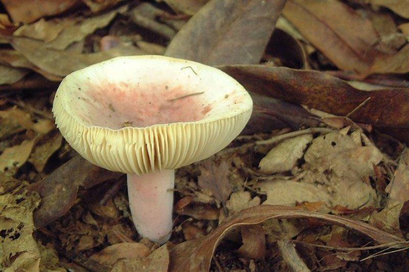 Boyabat yöresinin yenebilen mantar çeşitleri