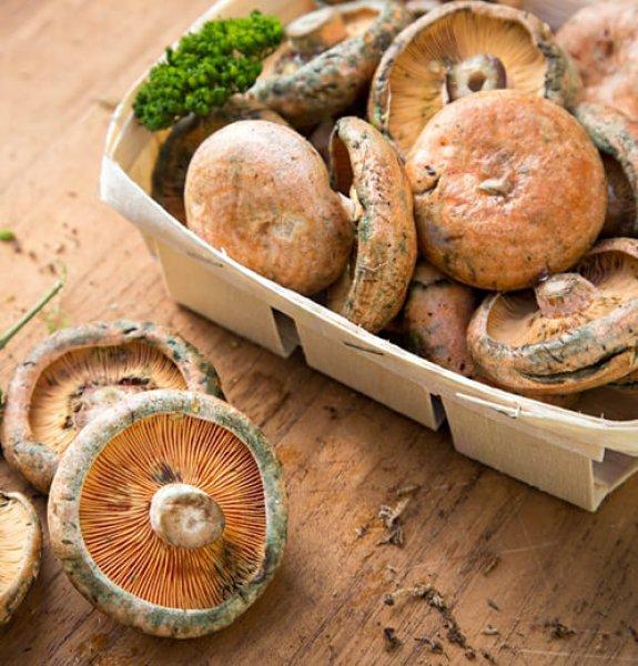 Boyabat yöresinin yenebilen mantar çeşitleri