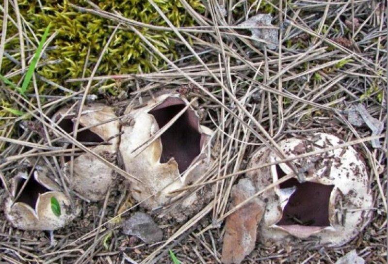 Boyabat yöresinin yenebilen mantar çeşitleri