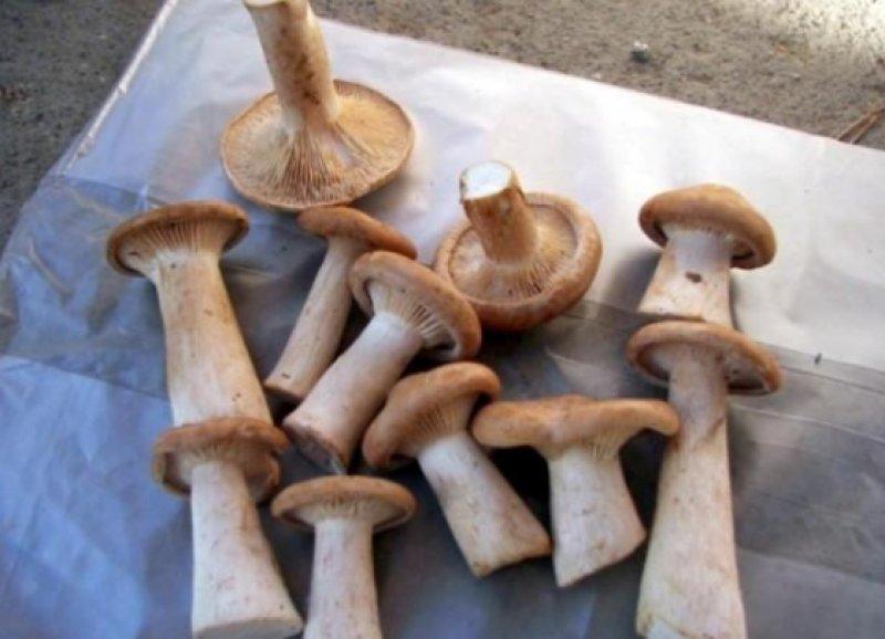 Boyabat yöresinin yenebilen mantar çeşitleri