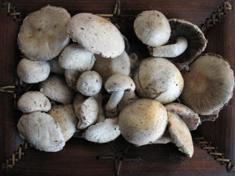 Boyabat yöresinin yenebilen mantar çeşitleri
