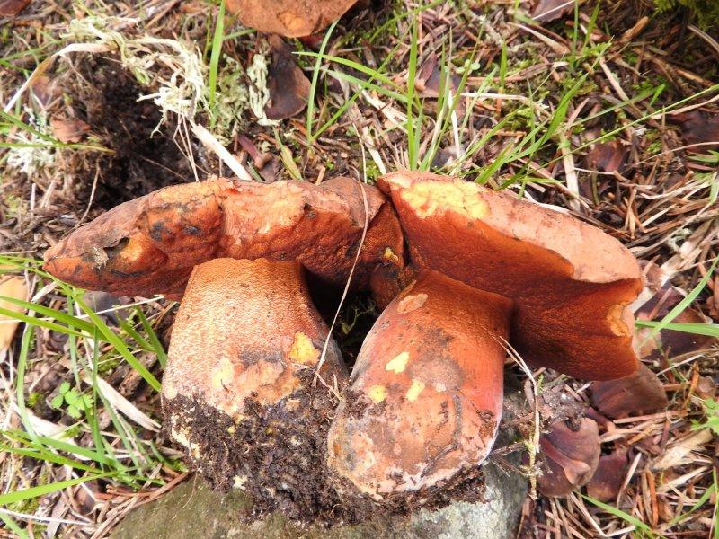 Boyabat yöresinin yenebilen mantar çeşitleri