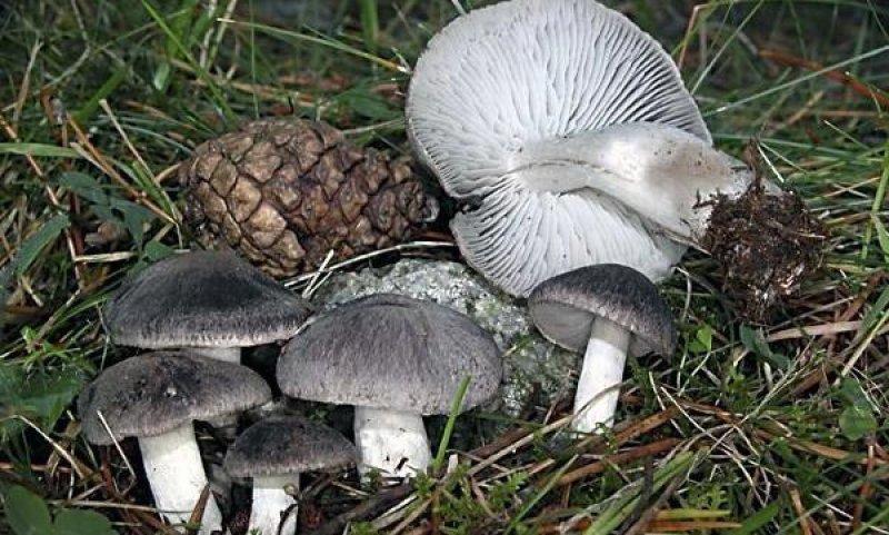 Boyabat yöresinin yenebilen mantar çeşitleri