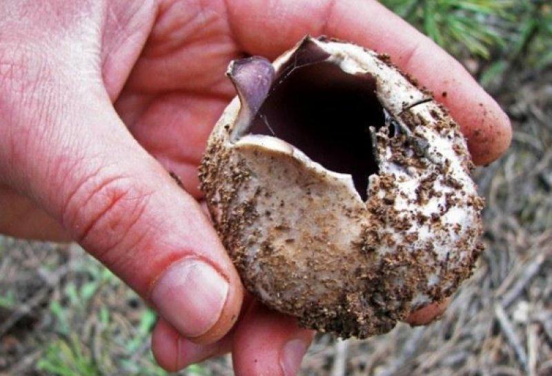 Boyabat yöresinin yenebilen mantar çeşitleri