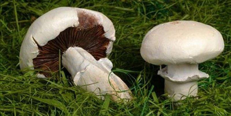 Boyabat yöresinin yenebilen mantar çeşitleri