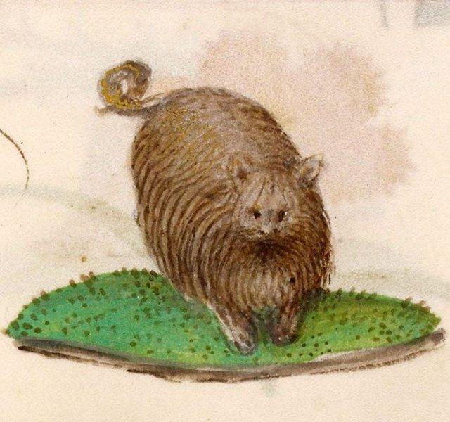 Orta Çağ'dan günümüze kadar gelen korkutucu kedi resimleri