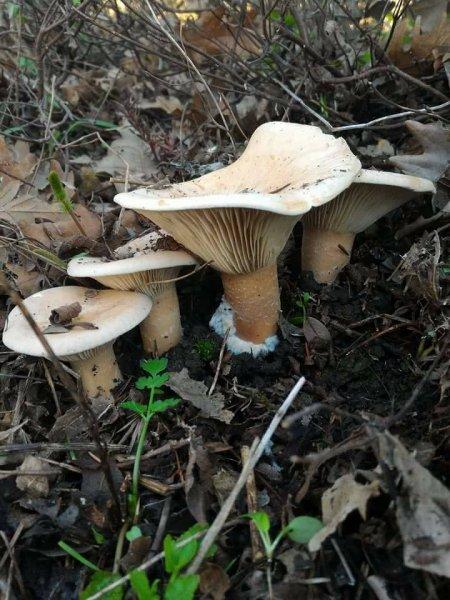 Boyabat yöresinin yenebilen mantar çeşitleri