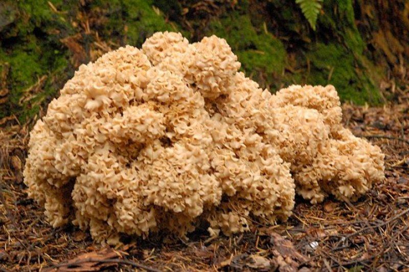 Boyabat yöresinin yenebilen mantar çeşitleri