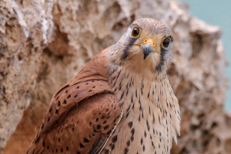 Akdamar Adası'nın tatlı sakinleri