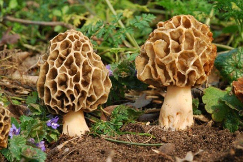 Boyabat yöresinin yenebilen mantar çeşitleri