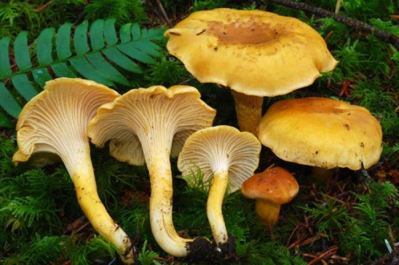 Boyabat yöresinin yenebilen mantar çeşitleri