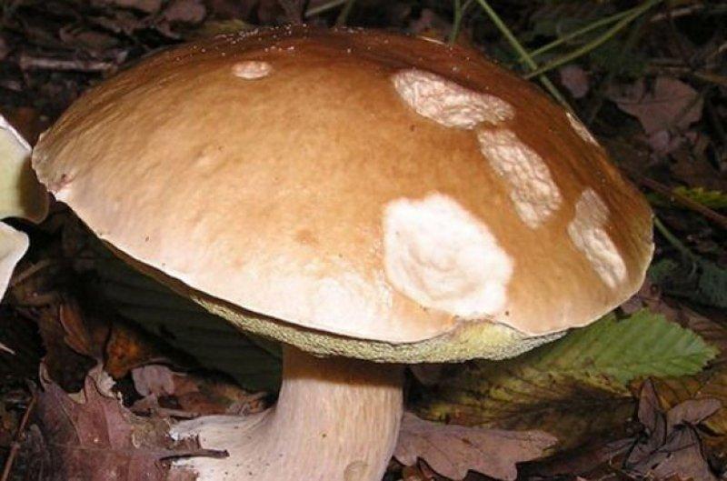 Boyabat yöresinin yenebilen mantar çeşitleri