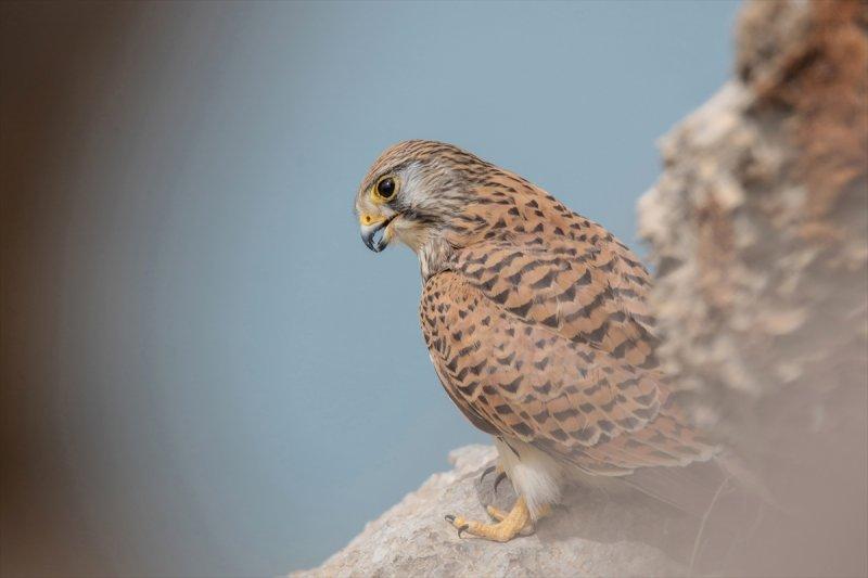 Akdamar Adası'nın tatlı sakinleri