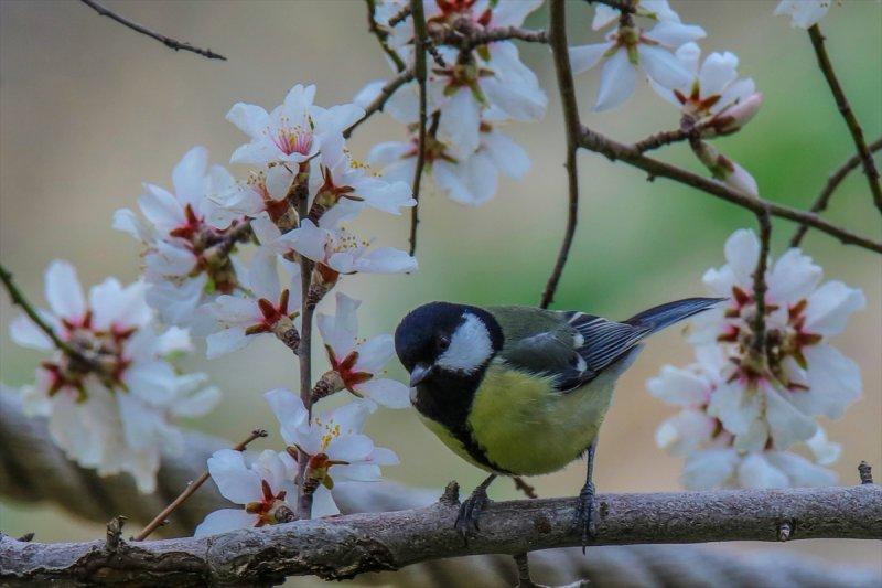 Akdamar Adası'nın tatlı sakinleri