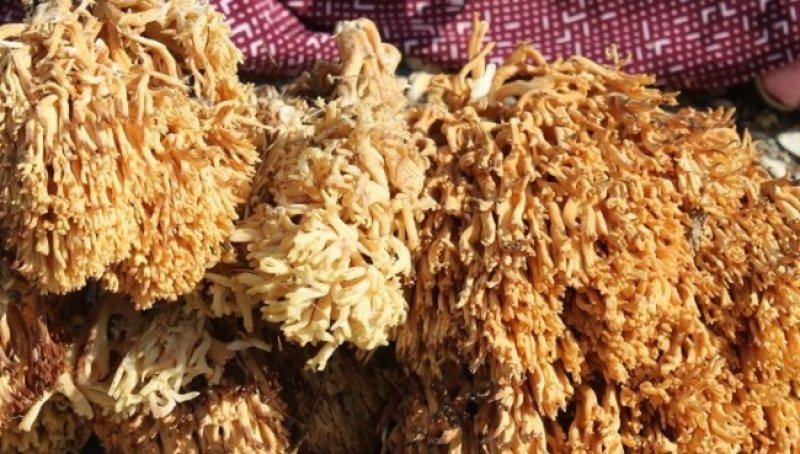 Boyabat yöresinin yenebilen mantar çeşitleri