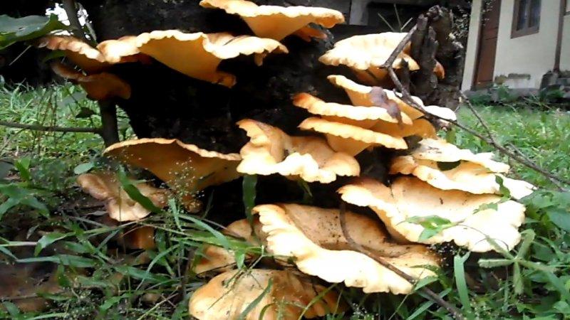 Boyabat yöresinin yenebilen mantar çeşitleri