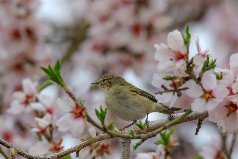 Akdamar Adası'nın tatlı sakinleri